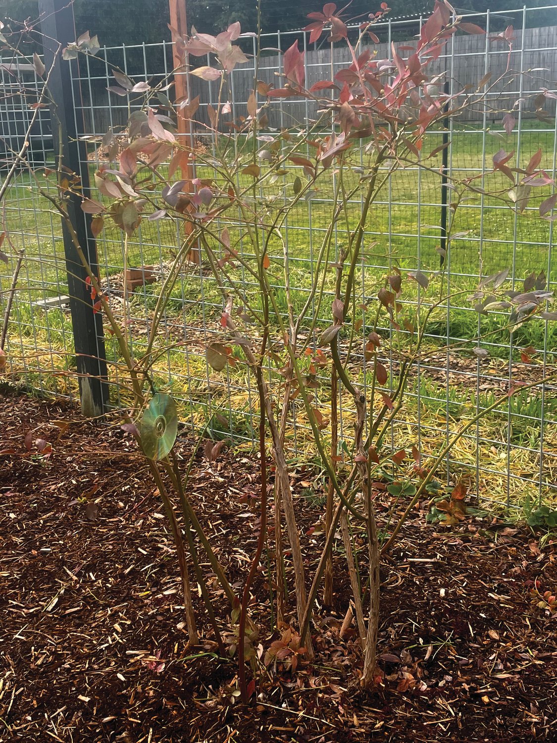An example of a well-pruned blueberry plant following its late winter pruning.